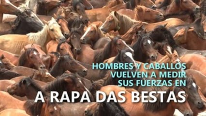 Hombres y caballos vuelven a medir sus fuerzas en A Rapa das Bestas