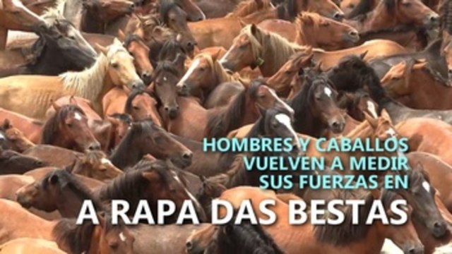Hombres y caballos vuelven a medir sus fuerzas en A Rapa das Bestas