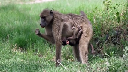 Baboon Eats a Baby Impala Alive , But It’s The Leopard’s Victory That Takes the Win