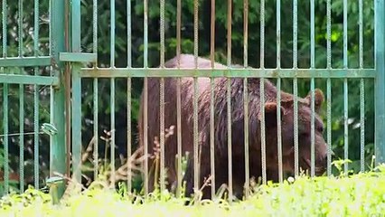 Animals Reaction When They Released For The First Time