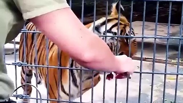 Animal Fatalities As a Result Of Accidents