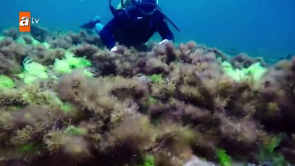 77. Alas Rotas (Kanatsiz Kuslar), en español