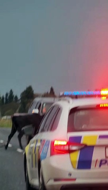 Cow's Got Beef With Drivers