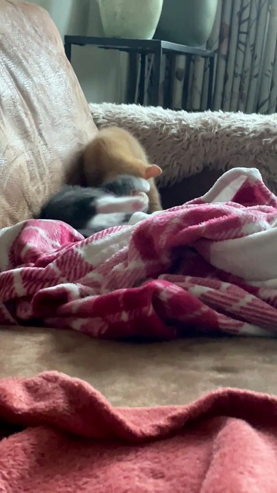 Kitten Sneak Attack