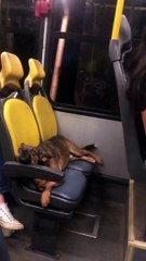 Tired Dog Takes The Bus