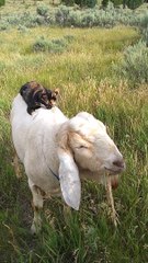 Kitty Gives Goat a Back Rub