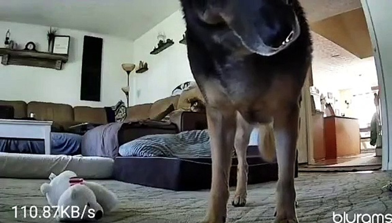 German Shepherd Covers Camera With Stuffed Animal