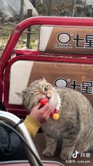 Funny cats  #meow #cat #funny #shorts #cute #laughtrip #persian #cutiepie #compilation #trending