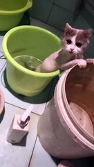 Watch These Disgruntled Cats Get the Most Unusual Beauty Treatment