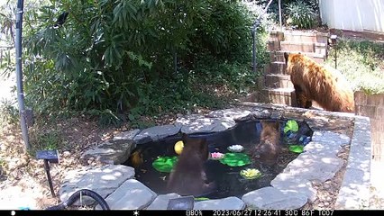 Black Bear Mother and Her Cubs Cool Off in Backyard Pond