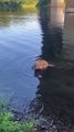 Dog Relieves Himself In The River