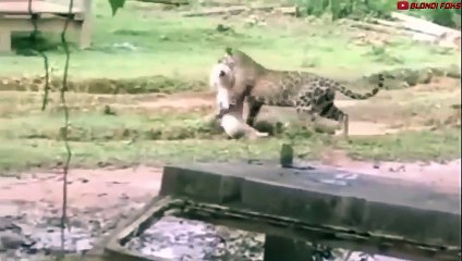 Strong Dog Defeated Leopard 1vs1! - Blondi Foks