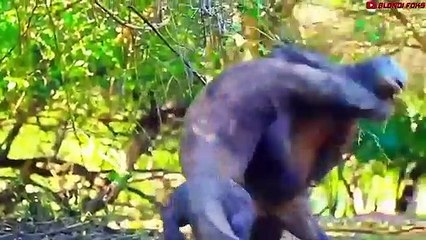 Top 10 Brutal Animals That Made a Lion's Face Like This - Last Moments of a Lion - Blondi Foks