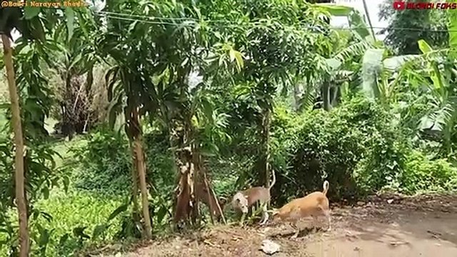 The Most Terrifying Revenge! Mother Monkey Attacks 250 Dogs to Revenge Her Baby in India 2