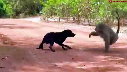 Mother Monkey Attacks 250 Dogs to Revenge Her Baby in India - Blondi Foks