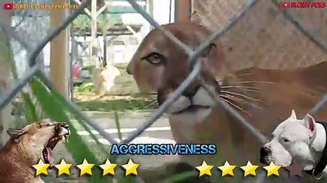 Dogo Argentino VS Mountain Lion Puma Cougar - Trained Dogo Dog VS Puma Cougar Comparison