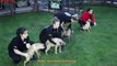 Belgian Malinois Puppies Attack & Bite Training