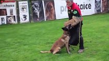 Best Belgian Malinois Training Ever (His name is Medox)