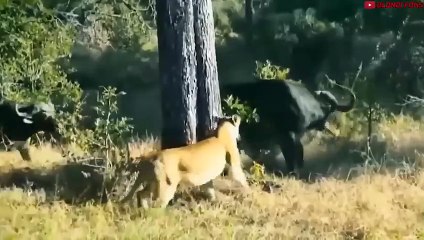 Top 10 Wild Animals That Made a Lion's Body Like This! - Last Moments of a Lion! - Blondi Foks