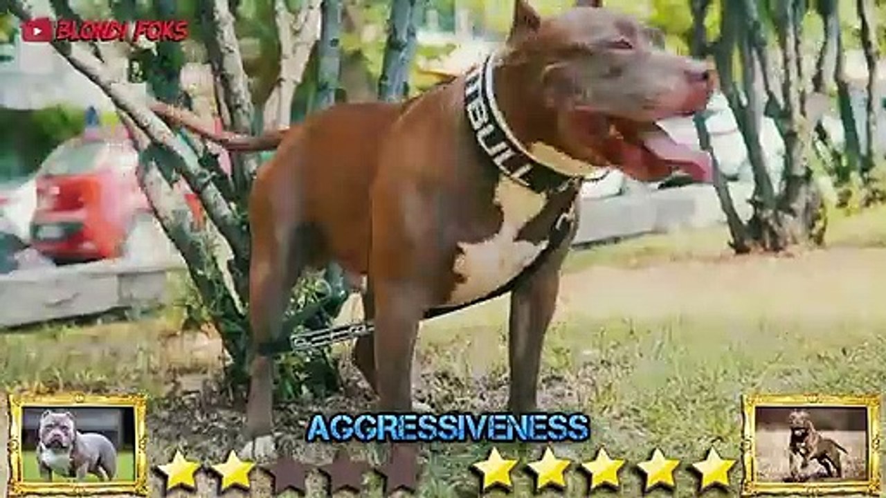 American Bully VS Pitbull - Pitbull VS American Bully Real - Blondi Foks