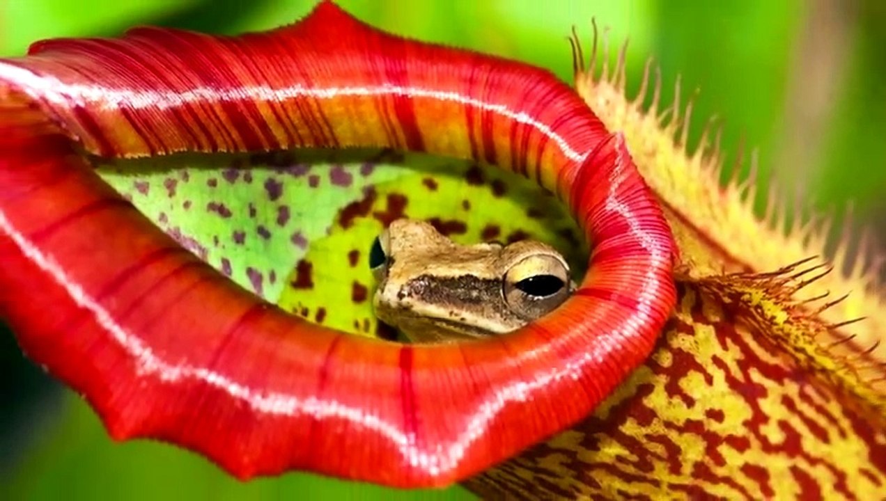 Unglaubliche Fleischfressende Pflanzen - Die So Wirklich Existieren