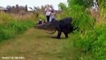 13 gigantische Kreaturen - Die angeblich gefilmt wurden, aber wahrscheinlich fake sind!