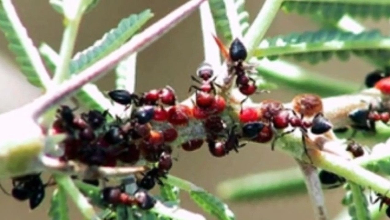 7 Unglaubliche Pflanzen - Mit Echten Superkräften