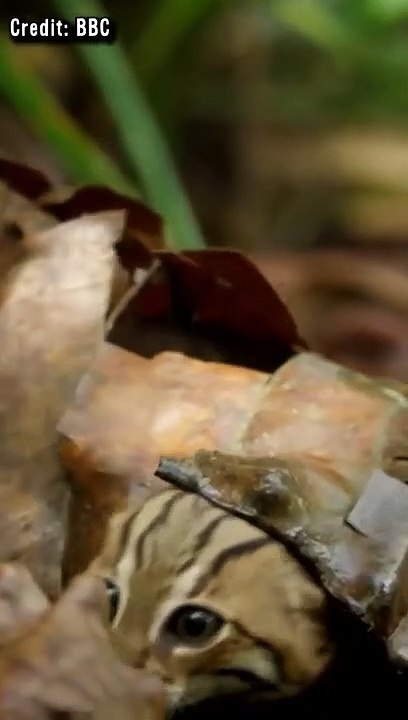 Die Kleinste Katze Der Welt