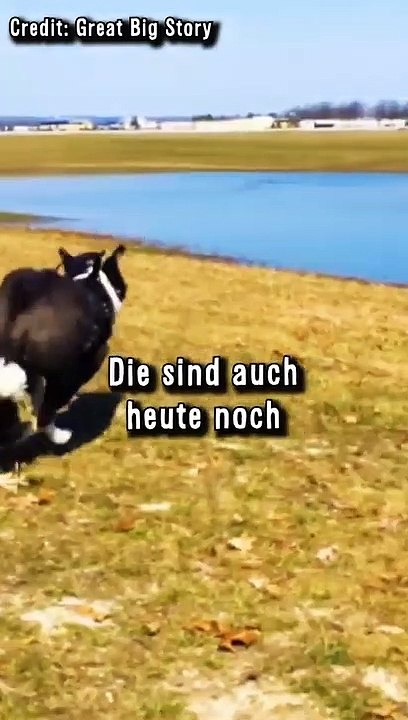 Dieser Hund Arbeitete 40 Stunden Die Woche