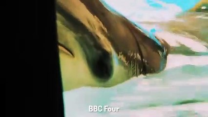 Der Delfin, der sich Selbst das Leben nahm