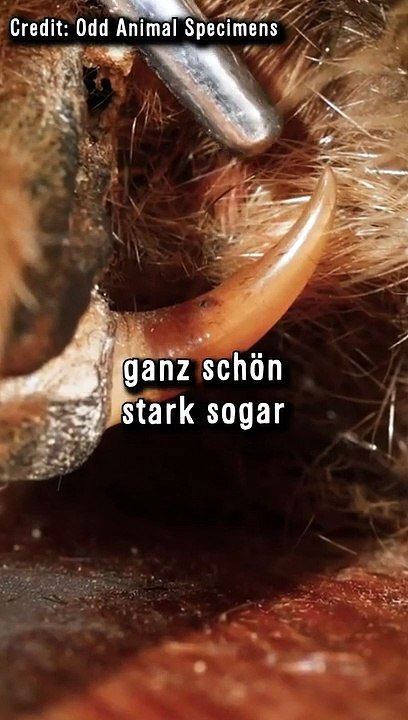 Süße Tiere Die Gefährlich Sind - Schnabeltier