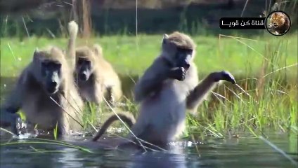 الضباع المفترسة والفهود الصيادة و صراع من أجل البقاء  عالم الحيوانات المفترسة