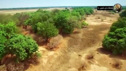 الفهد الصياد يهاجم حيوانات أفريقيا البرية مشهد لا يصدق  عالم الحيوان