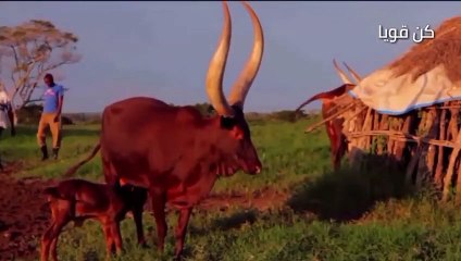 القبائل الأفريقية وأغرب سلالات أبقار في العالم  لن تصدق أنها موجودة