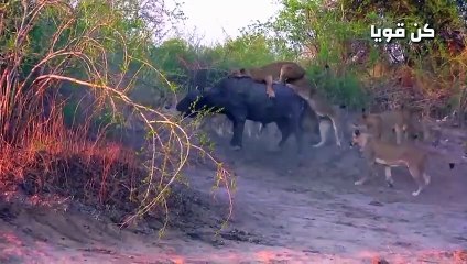 اللبوة الأم تدافع عن ثعلب صغير بشكل لا يصدق   عالم الحيوانات المفترسة