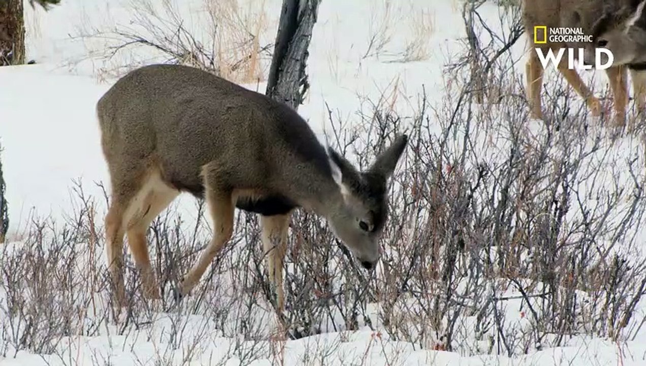 Combat entre coyote et aigle royal pour un morceau de viande   AU CŒUR DES GRANDS PARCS AMÉRICAINS