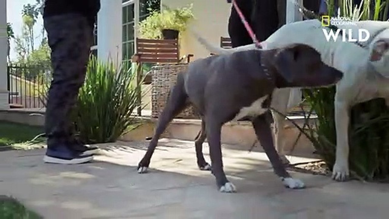 Ces deux chiens puissants sont une bombe à retardement   CESAR MILLAN  TEL MAÎTRE, TEL CHIEN