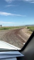 Cricket Swarms in Colorado