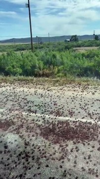 Cricket Swarms in Colorado