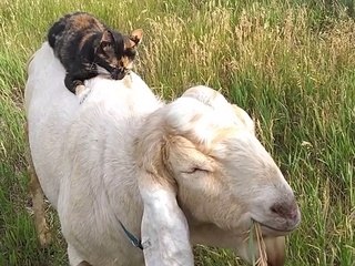 Kitty Gives Goat a Back Rub
