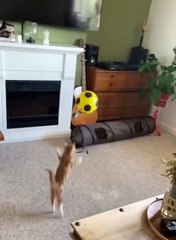 Kitten Plays With Soccer Ball