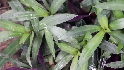 বাংলা চটি গল্প | 2 | of advanced varieties of kaktas treess@choti golpo