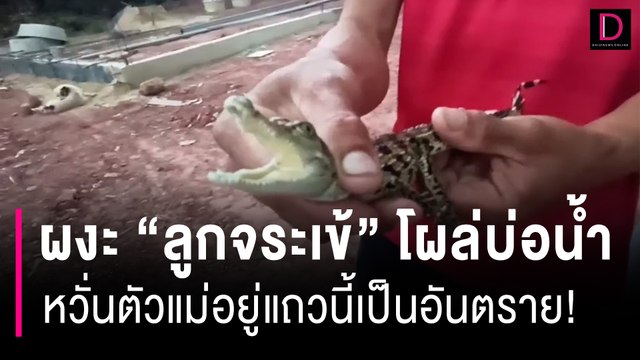 ผงะ ลูกจระเข้โผล่บ่อน้ำบ้านผู้รับเหมา หวั่นตัวแม่อยู่แถวนี้เป็นอันตราย! | HOTSHOT เดลินิวส์ 10/07/66