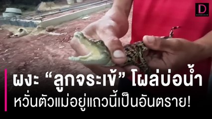 ผงะ ลูกจระเข้โผล่บ่อน้ำบ้านผู้รับเหมา หวั่นตัวแม่อยู่แถวนี้เป็นอันตราย! | HOTSHOT เดลินิวส์ 10/07/66
