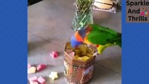 The Hilarious Hijinks of Polly the Parrot Prepare to Laugh Out Loud!