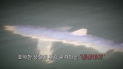 [영상] 동해안 잇따라 출몰하는 상어...안전 수칙은? / YTN