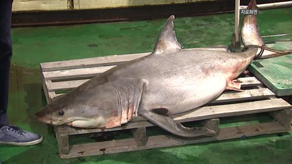 [뉴스앤이슈] 동해안에 상어가 나타났다...피서객 안전 '비상' / YTN