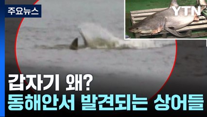 "더 늘어날수도"...동해안 상어 출몰 잦아진 이유는? / YTN