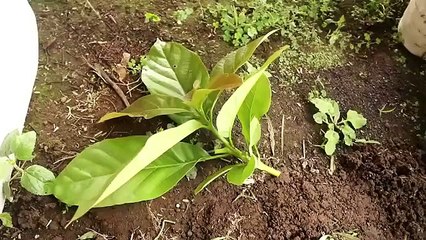 In this way, you can quickly grow thousands of avocado trees