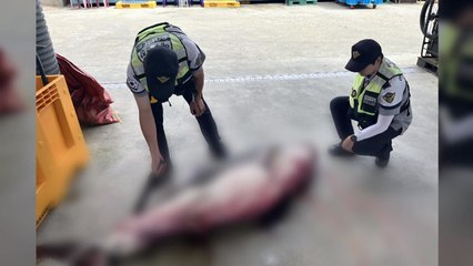 최근 한반도에 출몰하는 상어 [앵커리포트] / YTN